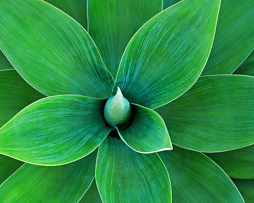 Vibrant Green Plant Close-Up Wall Art