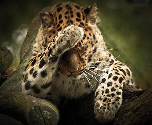 Photograph - Amur Leopard #1 by Chris Boulton