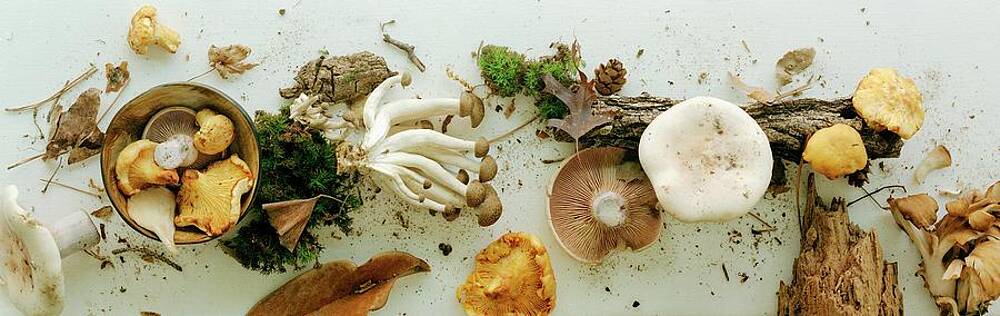 Diverse Collection of Forest Mushrooms Wall Art