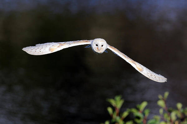 Bird Wall Art featuring the photograph Barn Owl #2 by Grant Glendinning