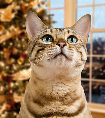 Modern Wall Art featuring the photograph Beautiful Xmas Tree At Dusk #1 by Steven Heap