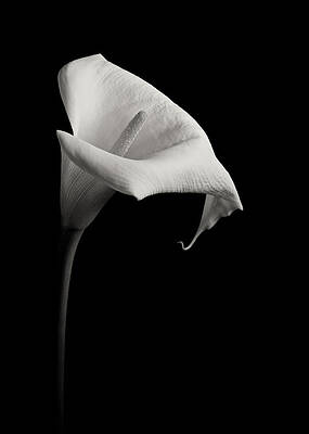 Elegant White Calla Lily Wall Art