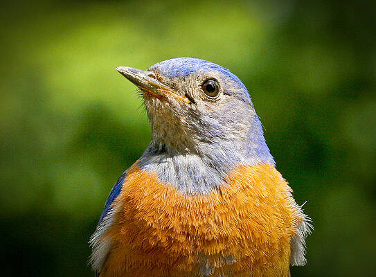 Bird Wall Art featuring the photograph Bluebird #1 by Jean Noren