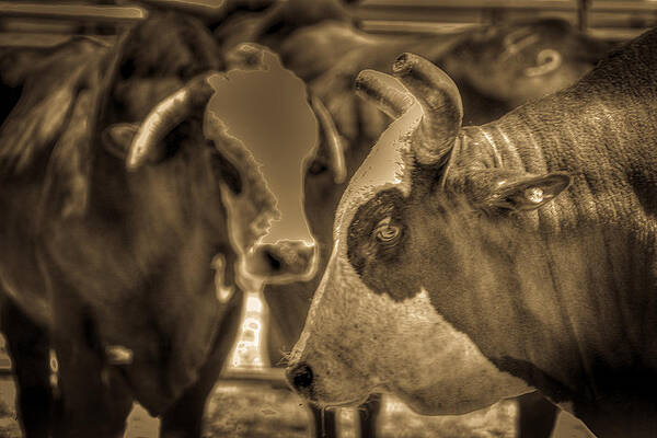 Wall Art featuring the photograph Brahma Bulls #1 by Carla E