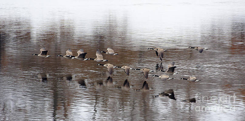 Reflection Photograph - Canada Geese, Wisconsin River. by Steven Ralser