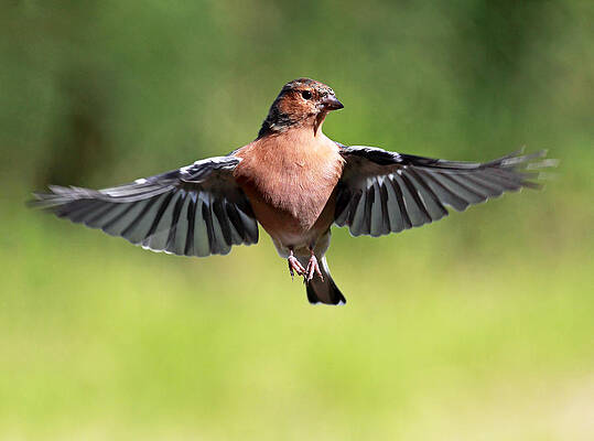 Bird Wall Art featuring the photograph Chaffinch In Flight #1 by Grant Glendinning