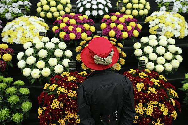 Wall Art featuring the photograph Chelsea Flower Show 2013 - Press Day #1 by Dan Kitwood