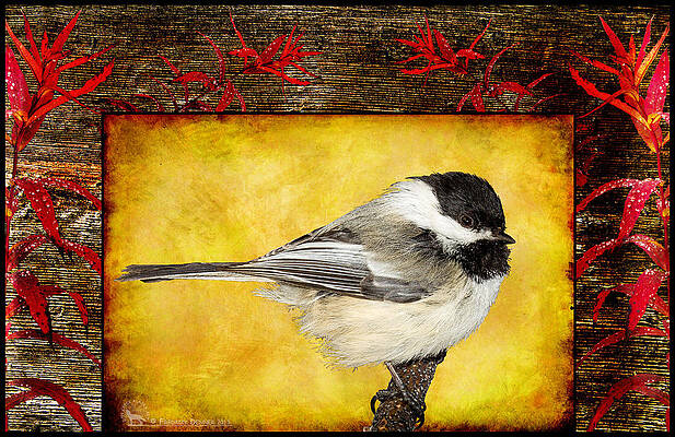 Photograph - Chickadee #1 by Fred Denner