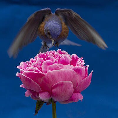 Bird Wall Art featuring the photograph Count Bluebird #1 by Jean Noren
