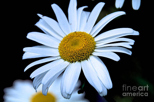 Spring Wall Art featuring the photograph Daisy #1 by William Norton