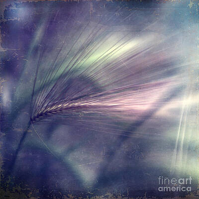 Foxtail Barley in Soft Focus Wall Art