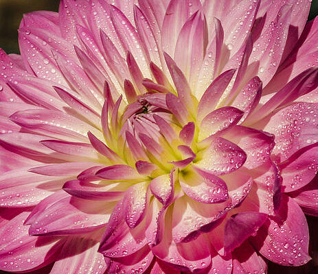 Beautiful Photograph - Dewey Dahlia by Jean Noren