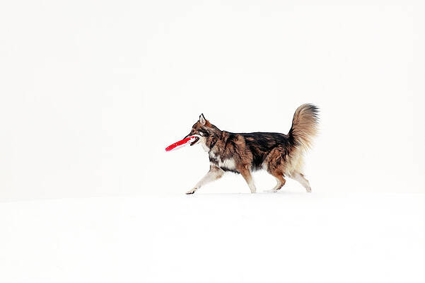Minimalist Wall Art featuring the photograph Dog In The Snow #2 by Grant Glendinning