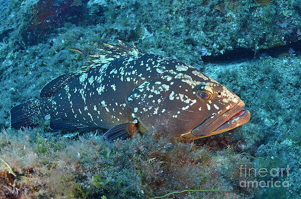 Animal Wall Art featuring the photograph Dusky Grouper #1 by Sami Sarkis Photography