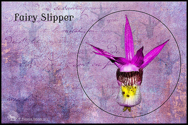 Photograph - Fairy Slipper #1 by Fred Denner