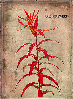 Photograph - Fireweed #1 by Fred Denner