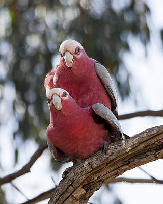 Wildlife Photograph - Galahs #1 by Steven Ralser