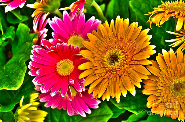 Summer Photograph - Gerbera Daisy #1 by William Norton