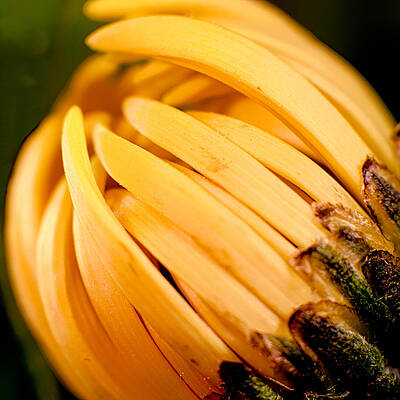 Photograph - Going Bananas #1 by Omaste Witkowski