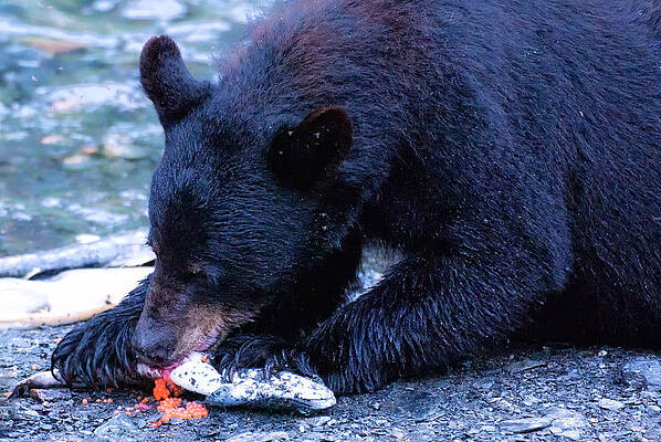 Bear Wall Art featuring the photograph Gone Fishing #1 by Ghostwinds Photography