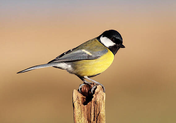 Bird Wall Art featuring the photograph Great Tit #1 by Grant Glendinning