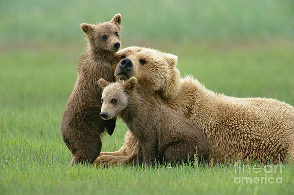 Mammal Wall Art for Sale by Animals and Earth