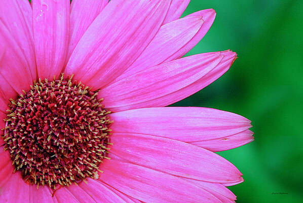 Color Photograph - Pink Gerbera Flower by Crystal Wightman