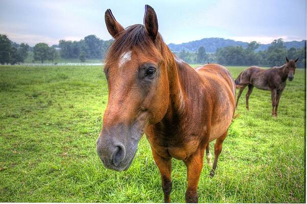 Green Wall Art featuring the photograph Horses In A Field #1 by Jonny D