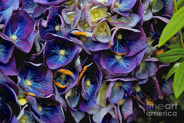 Spring Wall Art featuring the photograph Hydrangea #1 by William Norton