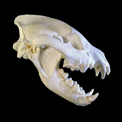 Skull Wall Art for Sale by Science Photo Library