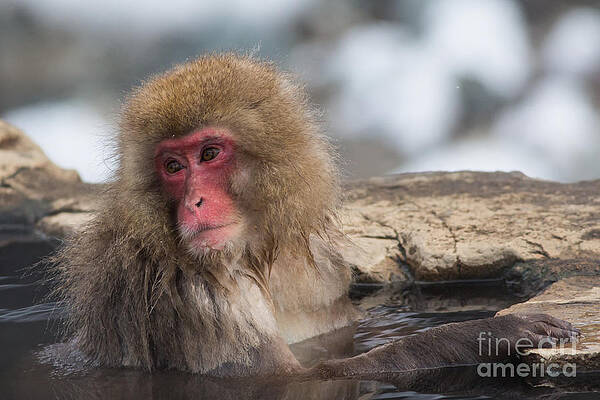 Winter Photograph - Japanese Macaque In Jigokudani Monkey Park #3 by Natural Focal Point Photography