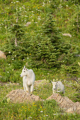 Glacier National Park Photograph - Kids In Glacier National Park 2 #1 by Natural Focal Point Photography