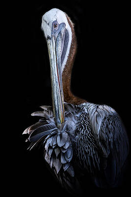 Wall Art featuring the photograph Light As A Feathered Fan by Ghostwinds Photography