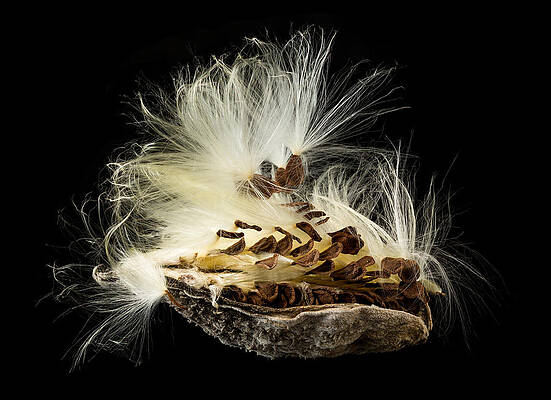 Fall Wall Art featuring the photograph Macro Photo Of Swamp Milkweed Seed Pod #1 by Steven Heap