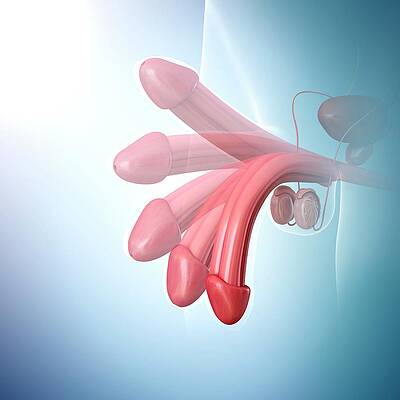 Erection Wall Art for Sale by Science Photo Library