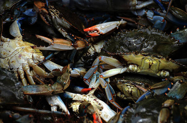 Water Wall Art featuring the photograph Maryland Blue Crabs #2 by La Dolce Vita