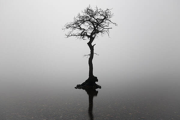 Minimalist Wall Art featuring the photograph Misty Tree #2 by Grant Glendinning