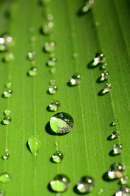 Wall Art featuring the photograph Water Drop On Green Leaf by Crystal Wightman