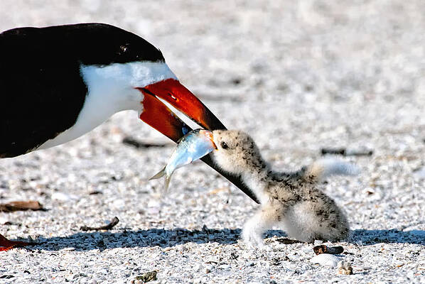 Bird Wall Art featuring the photograph My Catch #1 by Ghostwinds Photography