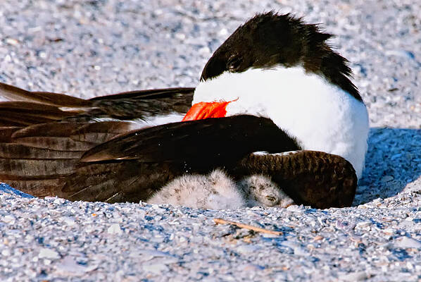 Bird Wall Art featuring the photograph No Place Like Home #1 by Ghostwinds Photography