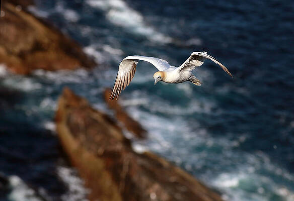 Bird Wall Art featuring the photograph Northern Gannet #1 by Grant Glendinning