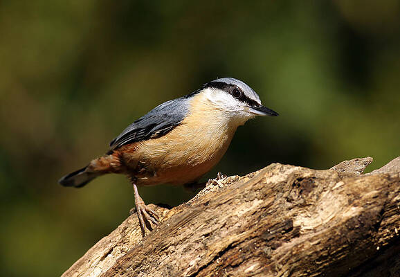 Bird Wall Art featuring the photograph Nuthatch #1 by Grant Glendinning