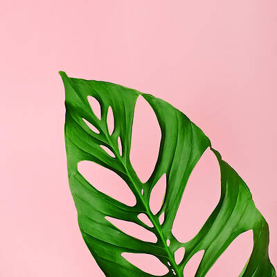 Monstera Leaf on Pink Background Wall Art
