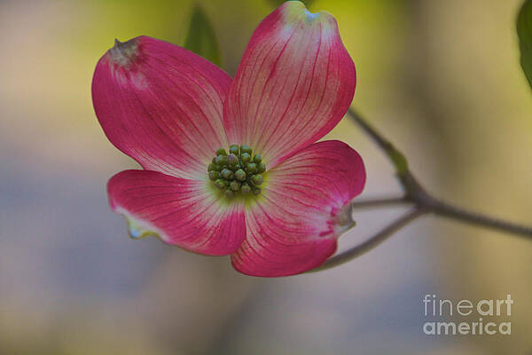 Spring Wall Art featuring the photograph Pink Dogwood #1 by William Norton