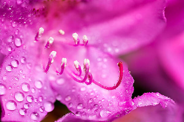 Close-up of Dewy Pink Flower Wall Art