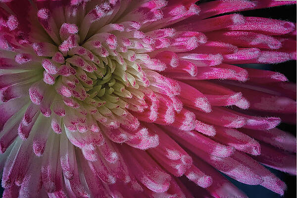 Delicate Wall Art featuring the photograph Pink Profusion #1 by Shirley Mitchell