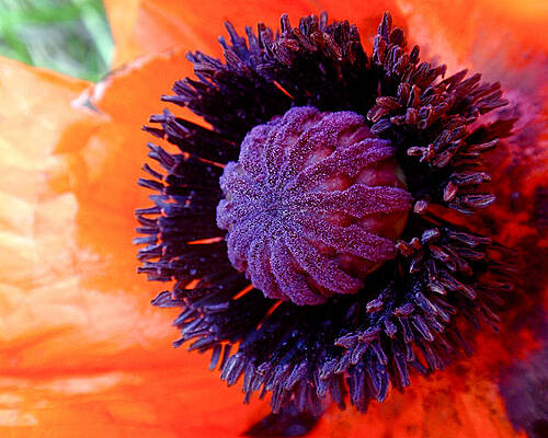 Wall Art featuring the photograph Poppy by Rona Black