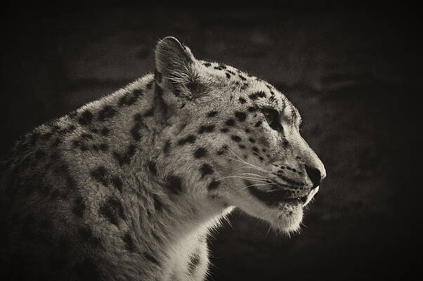 Mammal Wall Art featuring the photograph Profile Of A Snow Leopard #1 by Chris Boulton