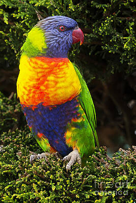 Wildlife Photograph - Rainbow Lorikeets #1 by Steven Ralser