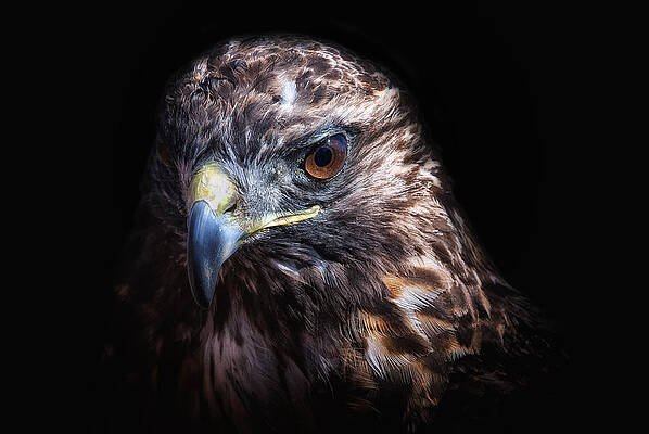 Wall Art featuring the photograph Raptor #1 by Ghostwinds Photography